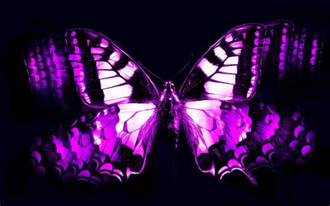 Purple Butterflies Wallpaper 58 Images