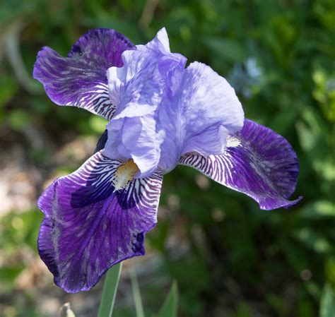 Iris Versicolor Blue Flag