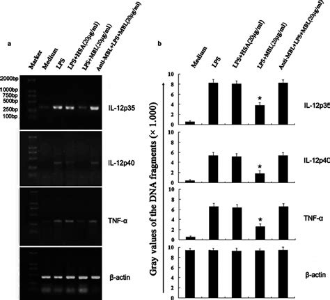 Inhibition Of Lps Induced Tnf A And Il 12 Mrna Expression In Thp 1