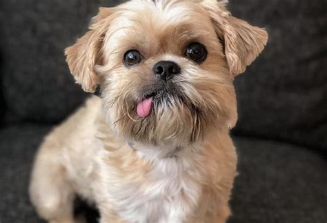 What Is A Shih Tzu And Yorkie Mix Called