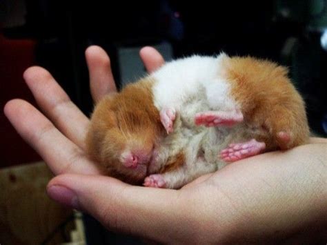 15 Interesting Facts About Hamsters Ohfact