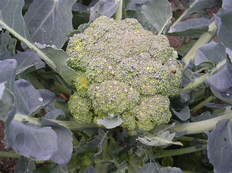 How To Grow Broccoli Growing Broccoli Garden Broccoli