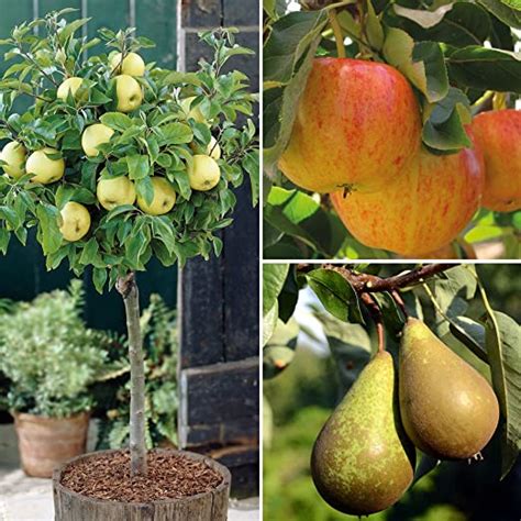 Dwarf Patio Fruit Tree Apple Pear Small Garden Trees Easy To Grow