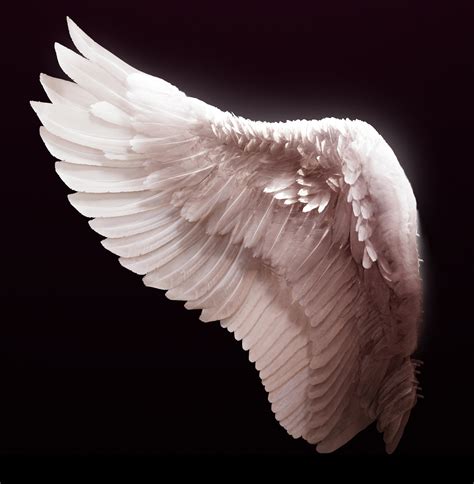 Free Photo Angel Wing Angel Feathers White Free Download Jooinn