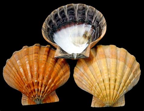 Jun 30, 2020 · scallops are a type of bivalve mollusk, meaning the interior muscle is surrounded by two shells similarly to oysters, mussels, and clams. scallop shells many varieties and sizes