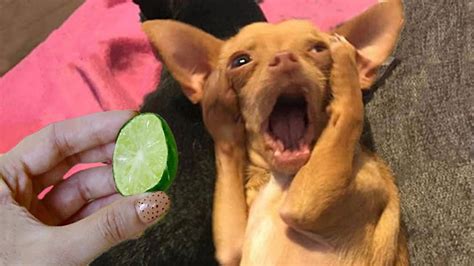 10 Lol Pictures Of Animals Making Funny Faces