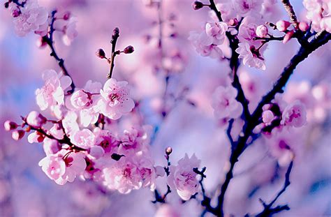 Photo Sakura Flowers Branches Closeup Flowering Trees