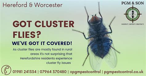 How To Get Rid Of Cluster Flies Hereford Pest Control Services