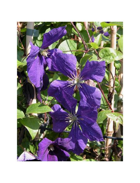 Maybe you would like to learn more about one of these? Clematis Winterhart / Clematis in the garden - planting ...