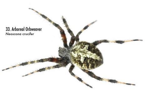 Spiders Of Alabama 58 Spiders You Should Know