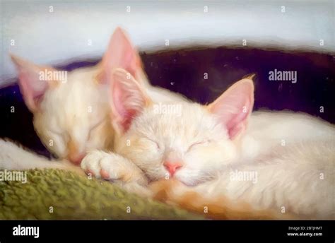 White Kittens Sleeping Hi Res Stock Photography And Images Alamy