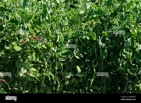 Pea Plant Pisum Sativum Legume Stock Photo Alamy