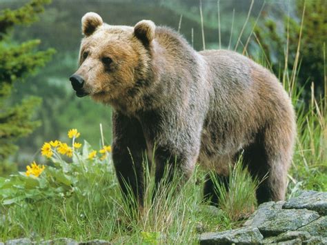 Russian Bear Russia National Animal Wallpapers9