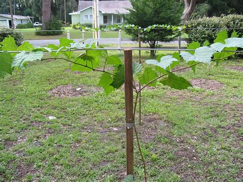 Many first time grape growers plant their vines first before installing a trellis in the rush and excitement of just getting started. Design Grapevine Grape Trellis | Muscadine Grape Trellis | Backyard Farming the Natural Way ...