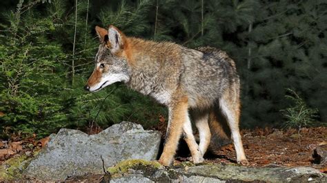 Masswildlife Proposes Ban On Coyote Hunting Contests Earthwhile