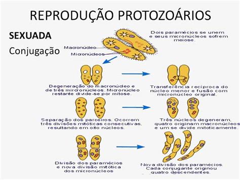 Estes microorganismos diferem das algas por serem todos unicelulares e de nutrição exclusivamente. Os protozoários - características, classificação, resumo