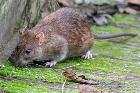 The Brown Rat Rattus Norvegicus Animals In The World