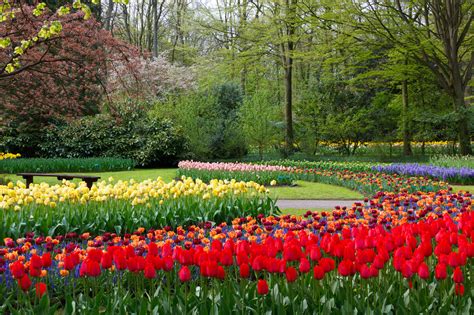 At Keukenhof Gardens Free Stock Photo Public Domain Pictures