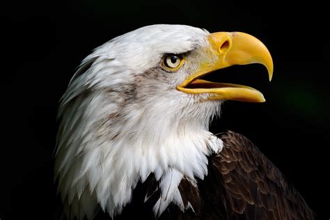 Could the Endangered Species Act Go Extinct? - The Allegheny Front