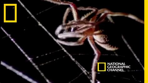 spider kills bat national geographic youtube