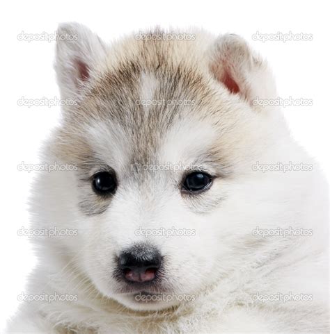 Cute Puppy Dogs Brown Siberian Husky Puppies