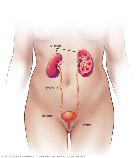 Cystitis Symptoms And Causes Mayo Clinic
