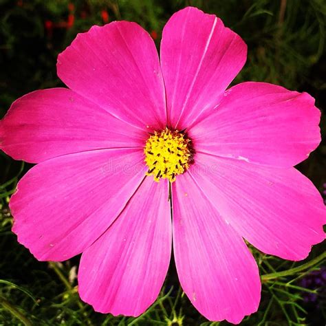 Pink Cosmos Flower Stock Photo Image Of Bloom Cell 116352268
