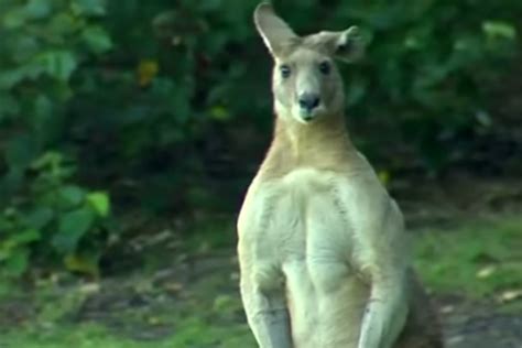 Super Buff Kangaroo Moves Into Australian Suburb Flaunts Bulging