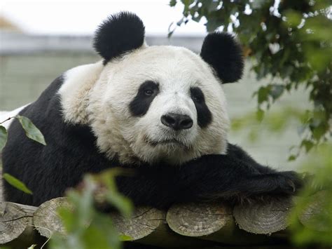 Final Chance To See Pandas At Edinburgh Zoo Ahead Of Their Return To
