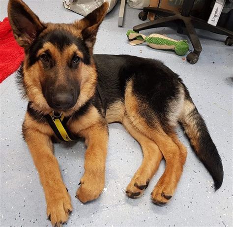 Maxi 6 Month Old Male German Shepherd Dog Available For Adoption