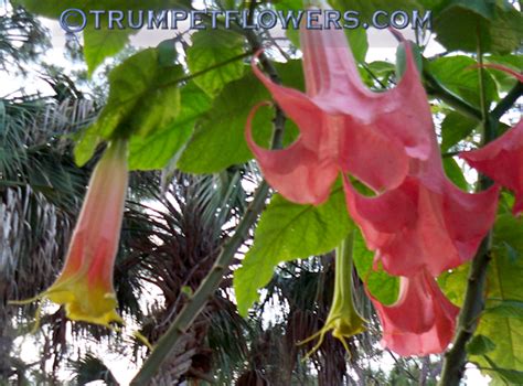 Brugmansia Madeline Beautiful Madeline Brugmansia Blooming For Me End