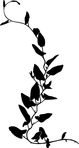 Ivy Silhouette Stock Illustration Download Image Now Istock