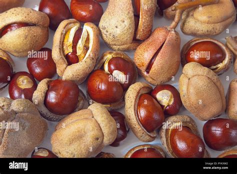 Studio Shot Of Horse Chestnut Conkers With Their Husks Stock Photo Alamy