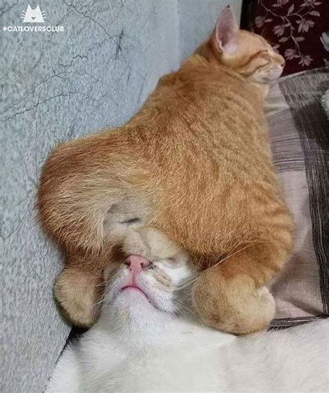 40 Times People Caught Their Cats Sleeping Together In Such Weird