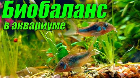 Биобаланс в аквариуме. Что это такое? Аквариумистика для начинающих ...