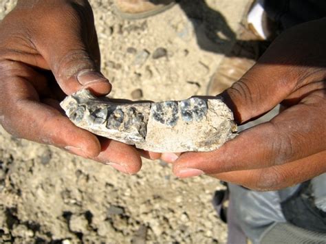 Il Più Antico Fossile Di Homo Habilis Mai Ritrovato Focusit