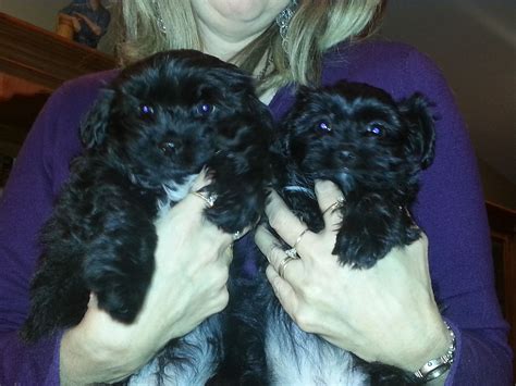Have Puppies Will Travel Litter Of Shorkie Poos Shih Tzu Yorkie