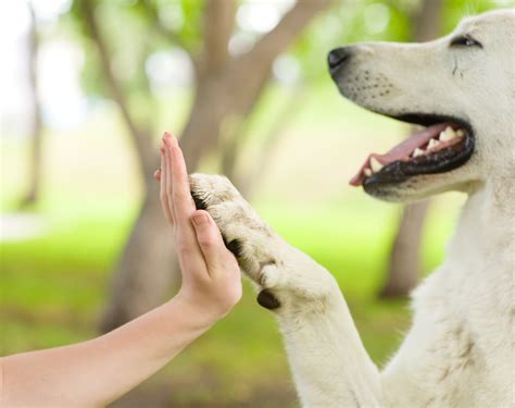 How Do You Train A Dog To Have Good Behavior