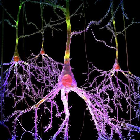 Pyramidal Nerve Cells Photograph By Russell Kightley Pixels