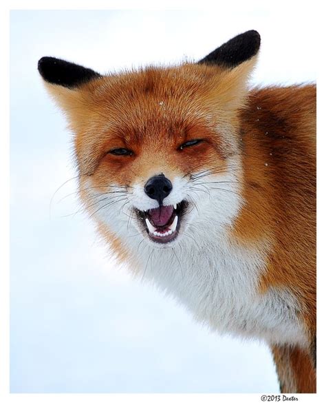Foxy Smile By Foto Foosa On 500px Fabulouswhats The