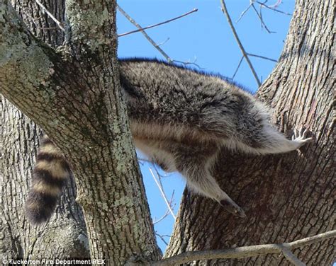 Firefighters Called To Rescue Raccoon That Became Trapped In Tree