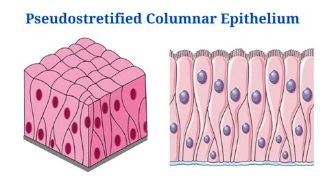 Pseudostratified Columnar Epithelium Definition Types Vrogue Co