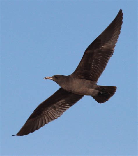 The Aba Rare Bird Alerts Weekly Highlights Birding Wire