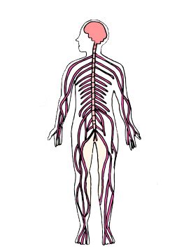 Composición del sistema nervioso | Dr. Ruben Cardenas
