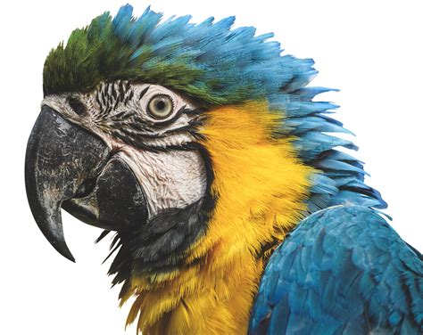 Blue And Yellow Macaw Parrot Bird Free Photo On Pixabay Pixabay
