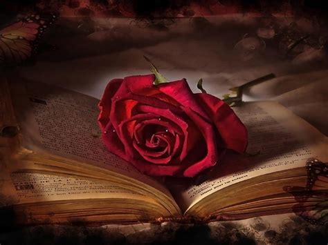 Book And Red Rose Flower Hd Wallpaper : Wallpapers13.com
