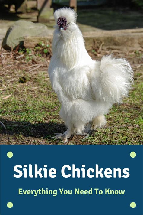 Silkie Chickens Cuddly Kind Non Aggressive Roos Good Broodies But Are They The Right
