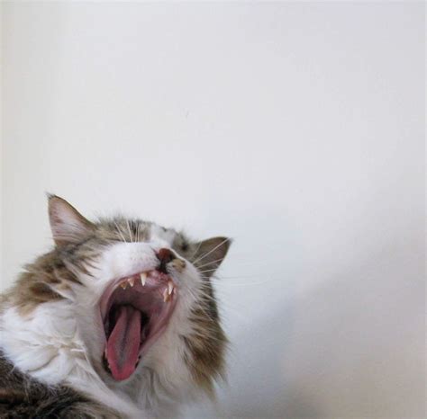 Yawning Looks Like Yelling Cute Cats Hq Pictures Of Cute Cats And