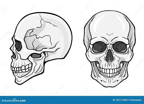 Human Skull Frontal View Profile View Stock Vector Illustration Of