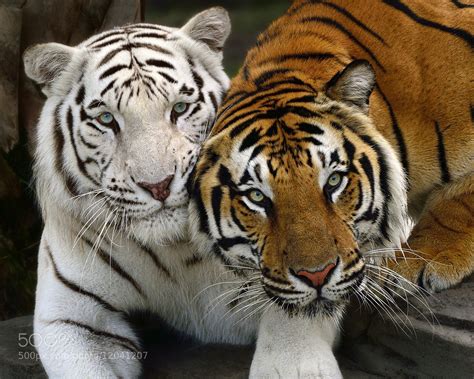 Posing Together Bengal Tigers By Bill Dodsworth 500px